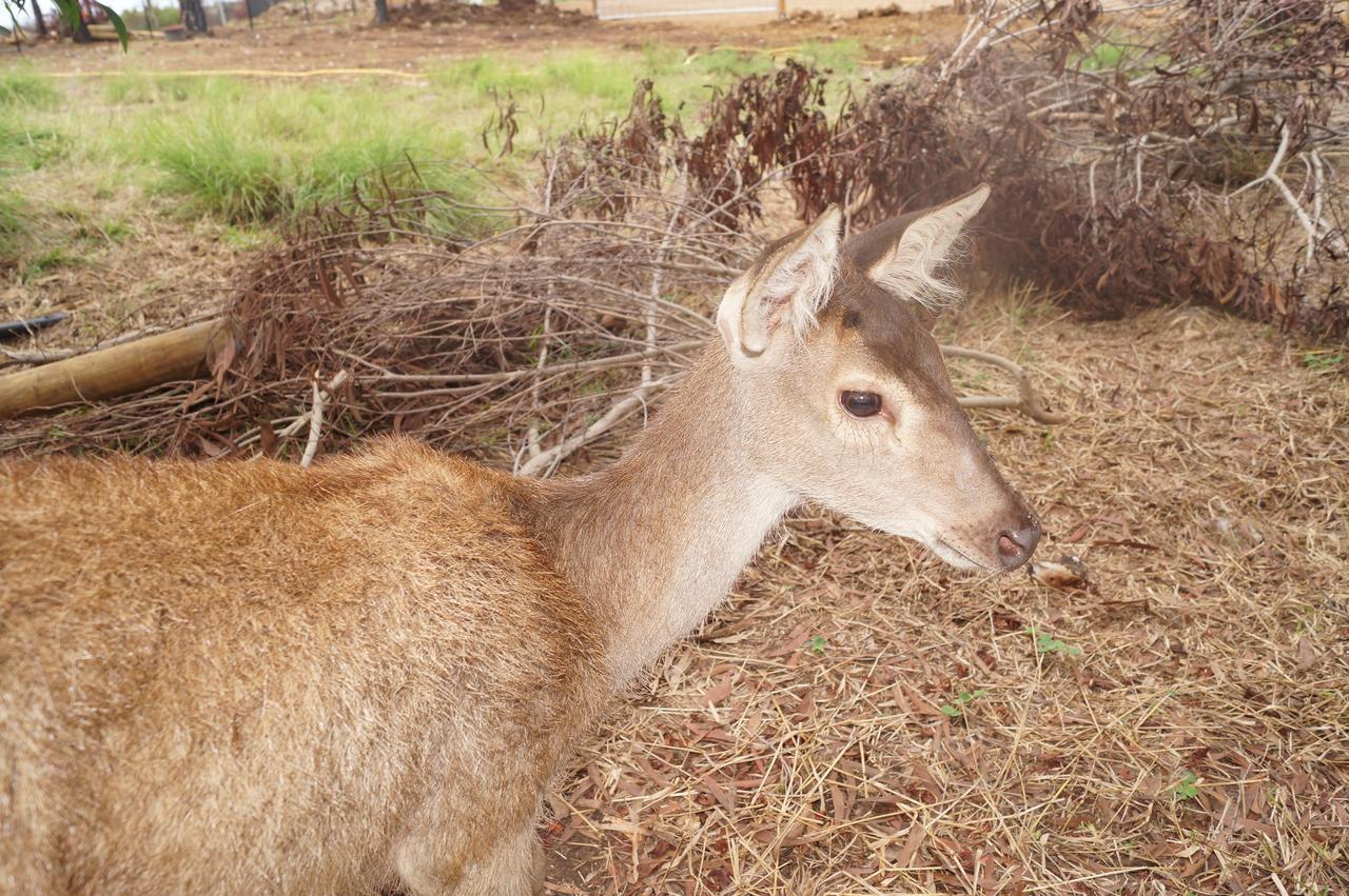 Le Gite Du Koniambo Voh Luaran gambar
